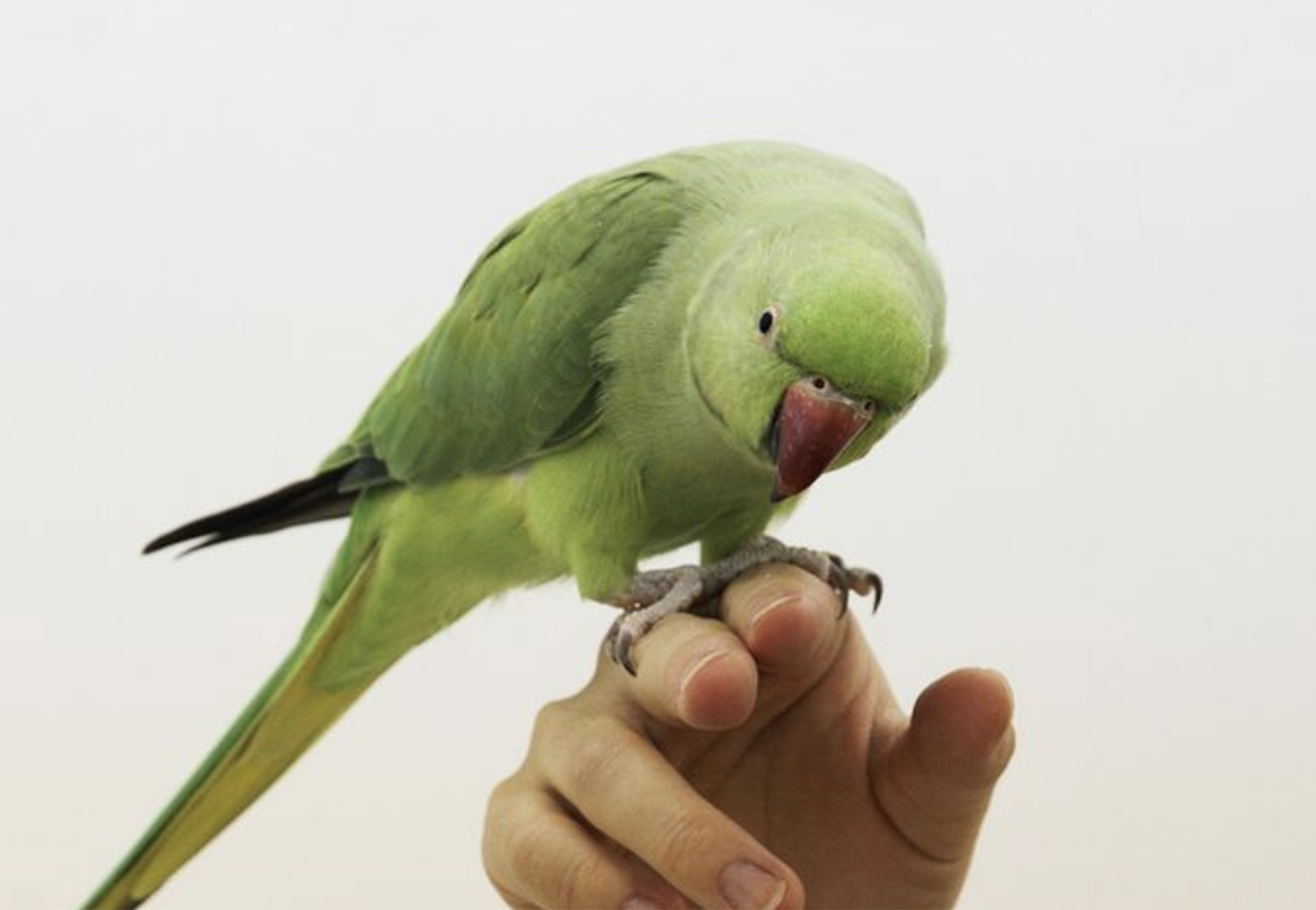 French lessons with a Parakeet